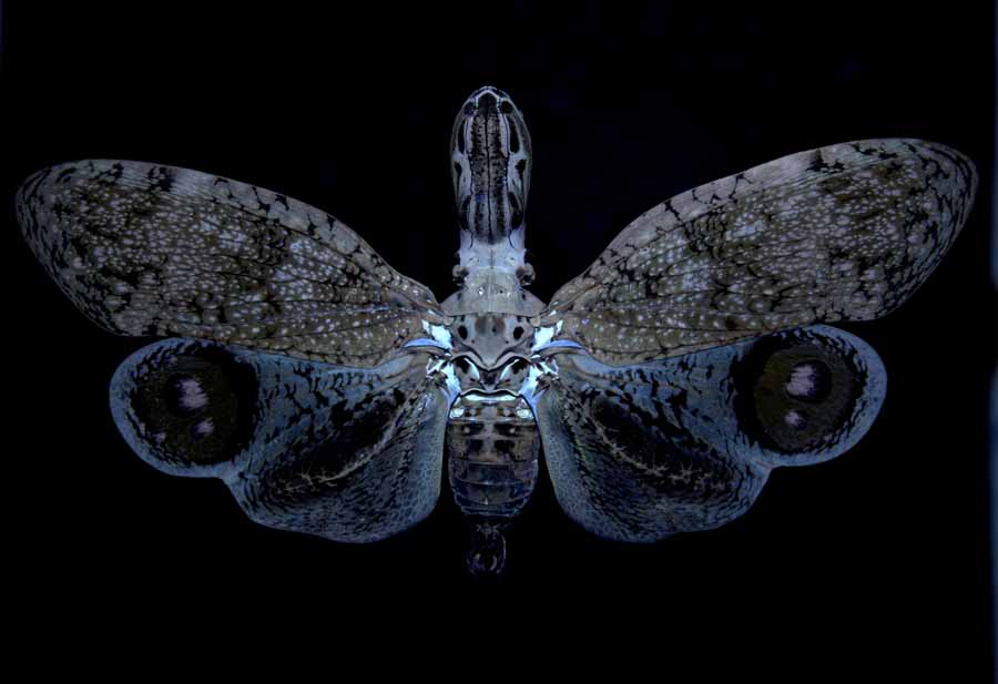 F_lanternaria_UV